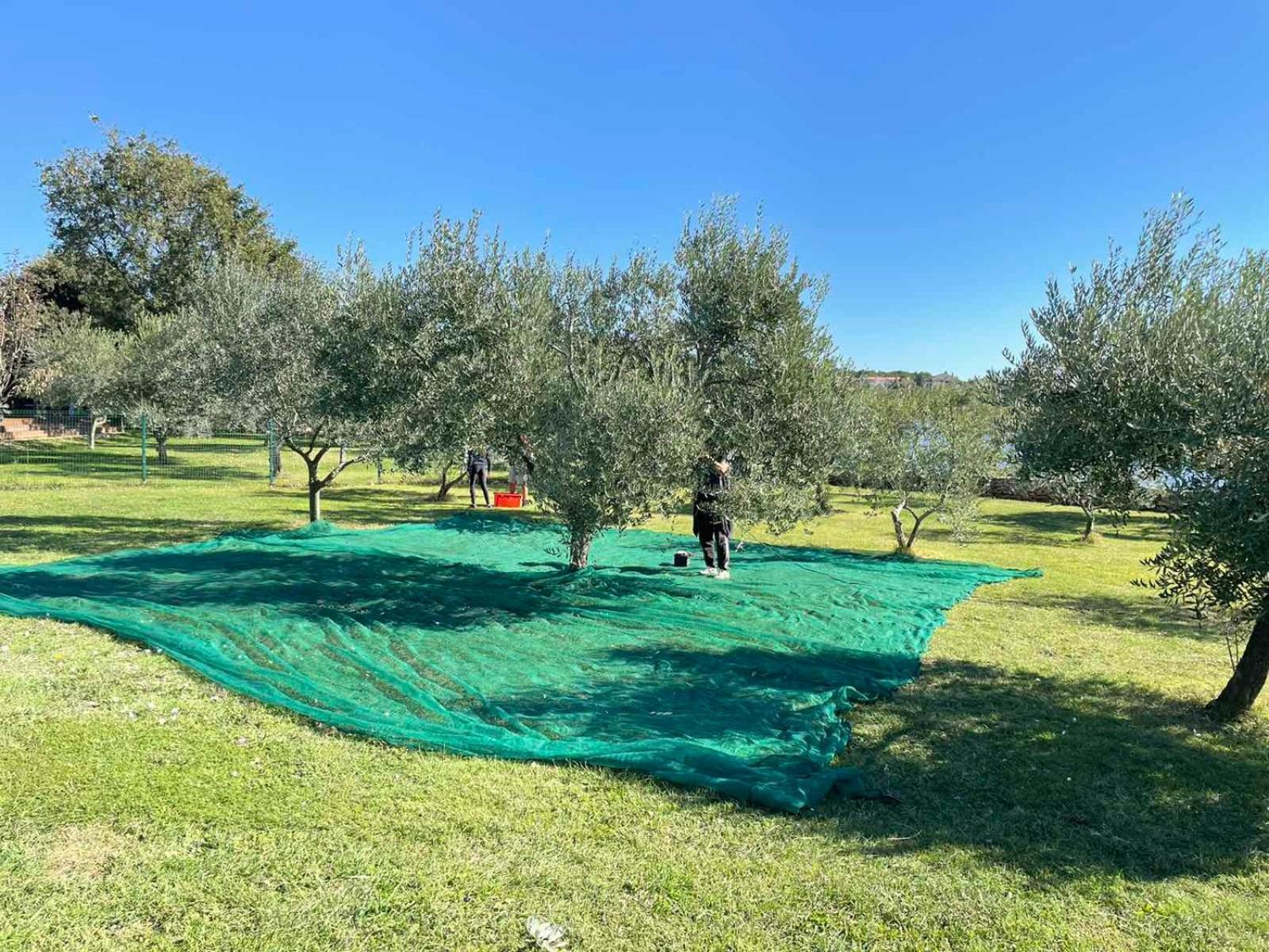 Beach House Ive With Jacuzzi, Pool, Playground And Bbq In An Olive Grove With A Beach, Pomer - Istria Exterior foto